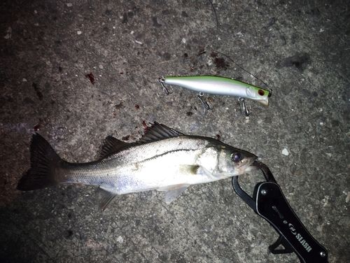 シーバスの釣果