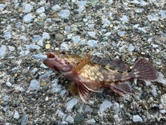カサゴの釣果