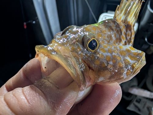 アコウの釣果