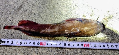 ドンコの釣果