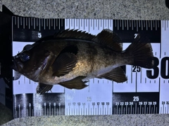 メバルの釣果