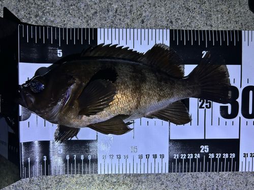 メバルの釣果
