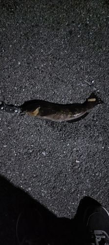 アイナメの釣果