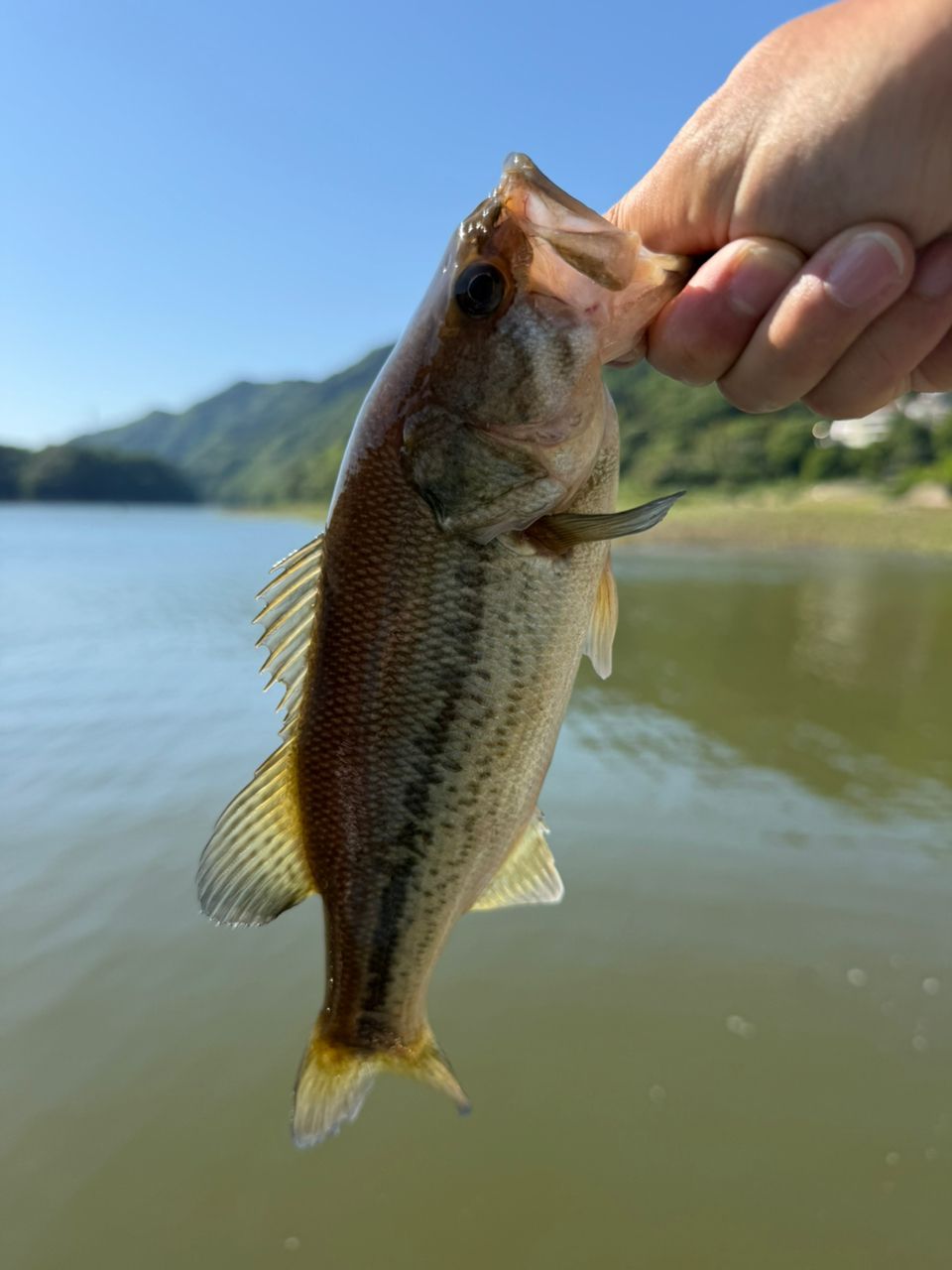 SHIMANO 18ワールドシャウラ 2652R-3の最安値・インプレ・釣果 | 本音