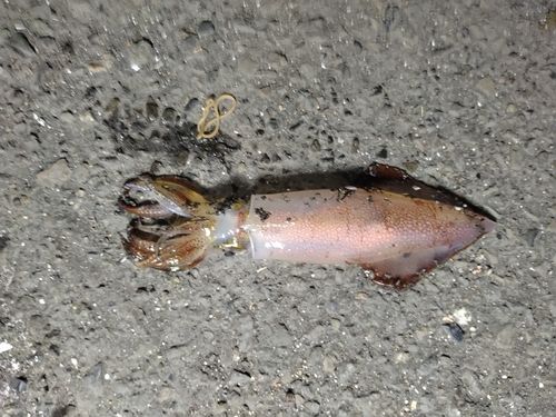 イカの釣果