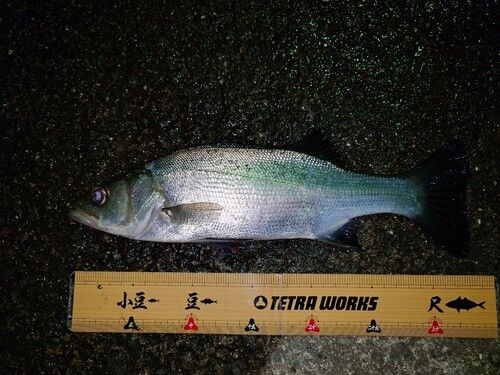 シーバスの釣果