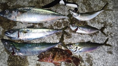 サバの釣果