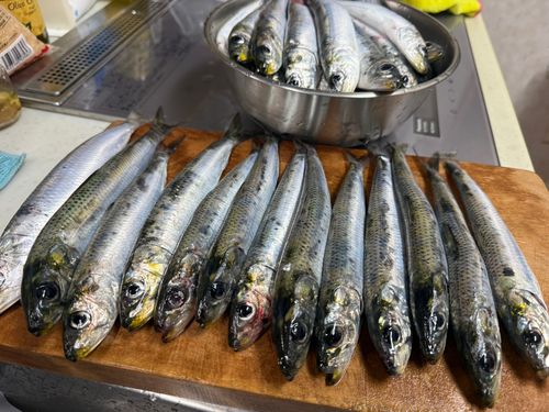 マイワシの釣果