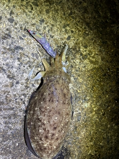 コウイカの釣果
