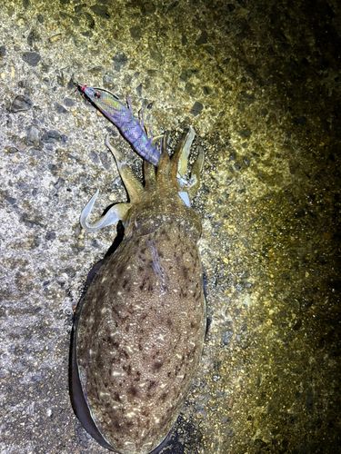 コウイカの釣果