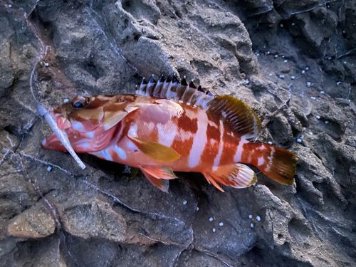 アカハタの釣果