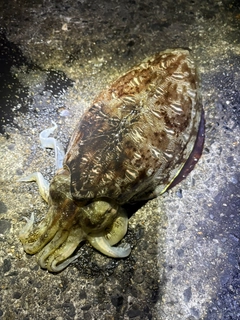 コウイカの釣果