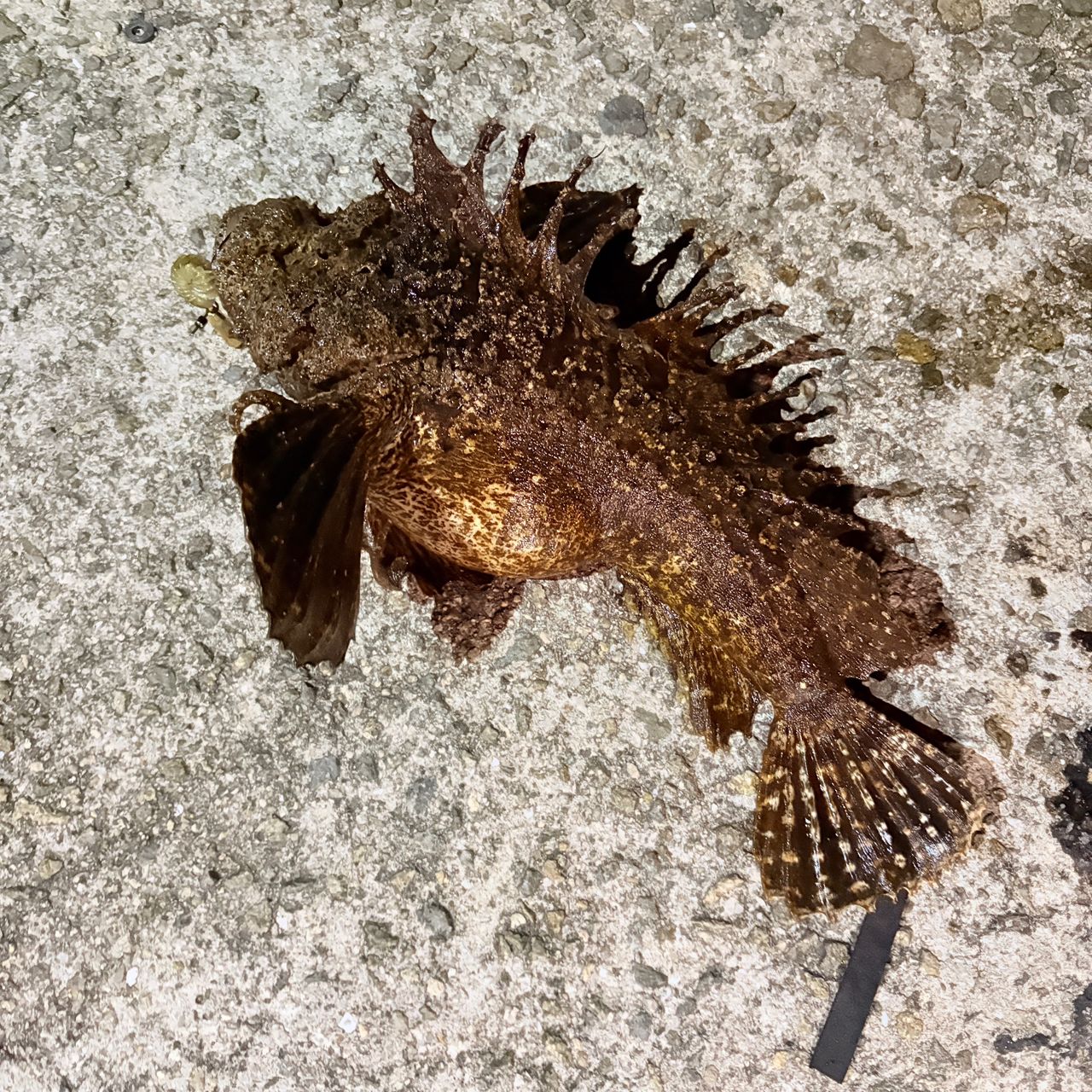 オニカサゴの釣果写真