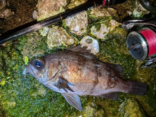 メバルの釣果