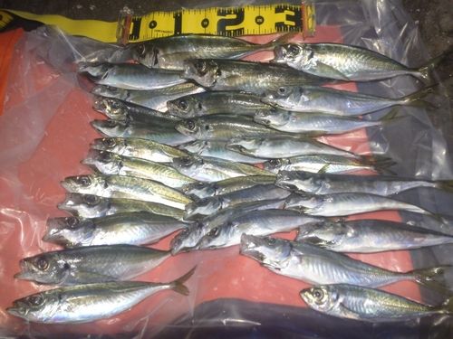 アジの釣果