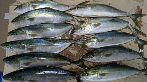 ハマチの釣果