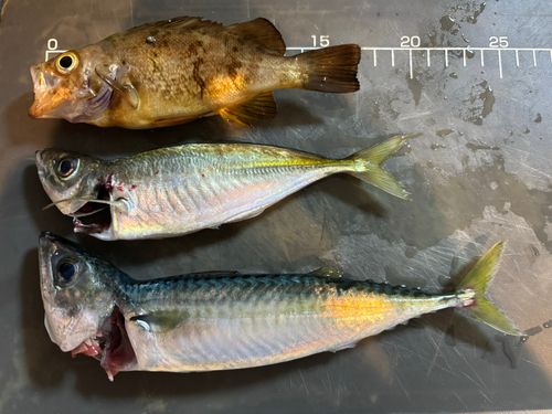 サバの釣果