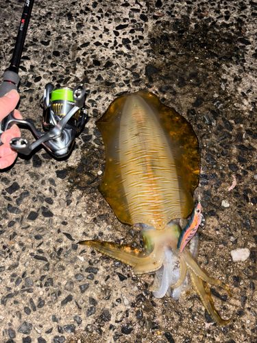 アオリイカの釣果