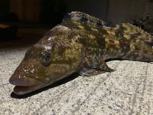 アイナメの釣果