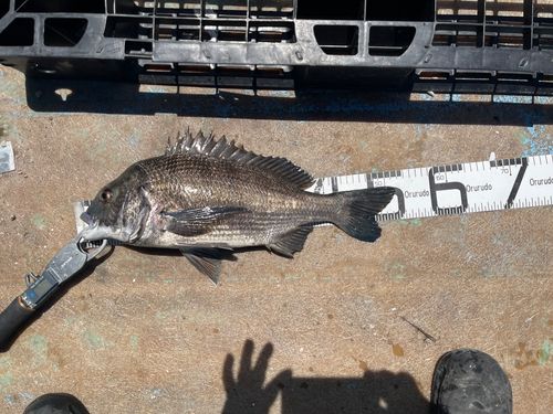クロダイの釣果