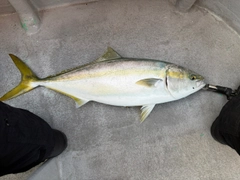 メジロの釣果