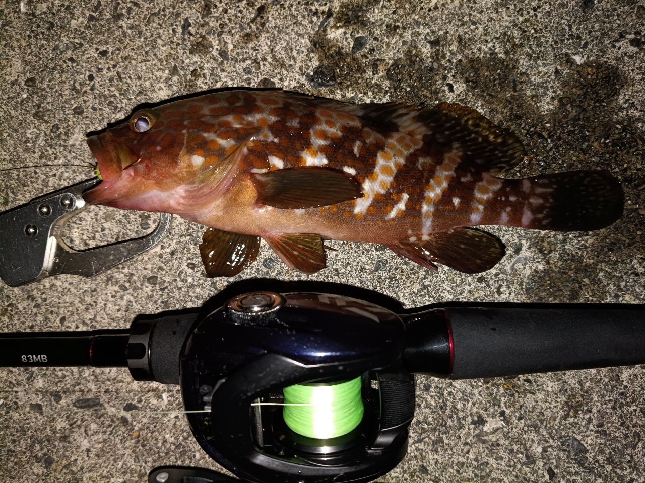 DAIWA 22HRF® (ハードロックフィッシュ) 83MB・Qの最安値・インプレ