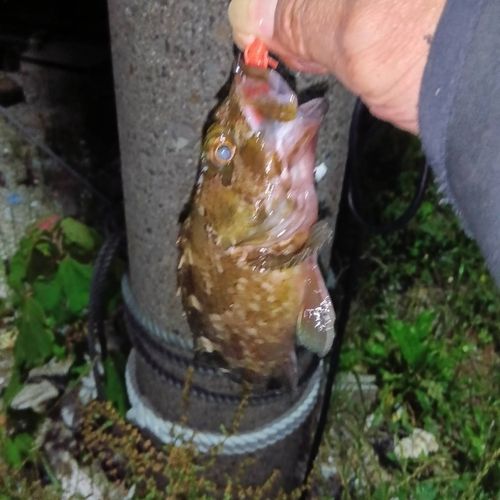 タケノコメバルの釣果