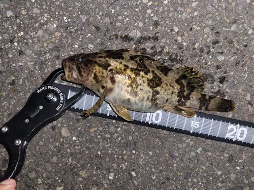 ベッコウゾイの釣果