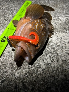 アコウの釣果