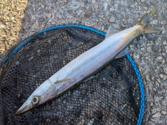 カマスの釣果