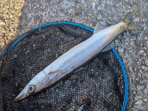 カマスの釣果