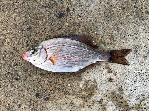 タナゴの釣果