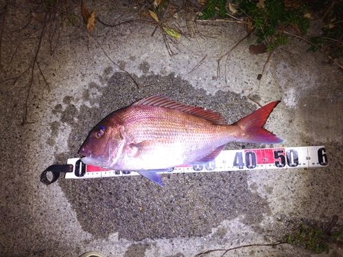 マダイの釣果