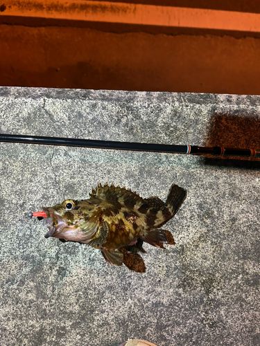 カサゴの釣果