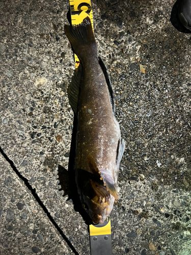 アイナメの釣果