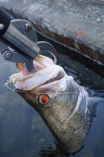 アカメの釣果