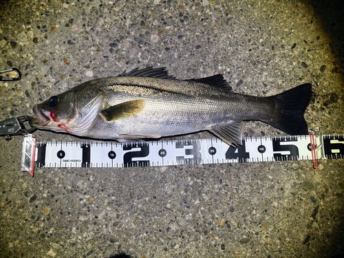 スズキの釣果