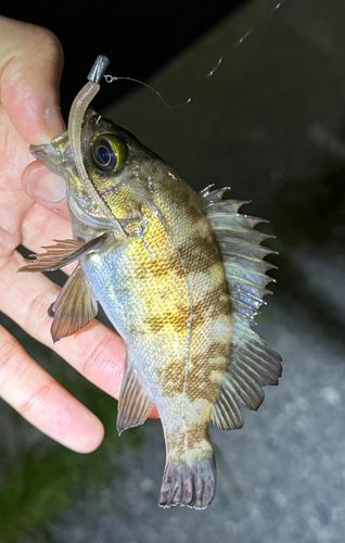 メバルの釣果