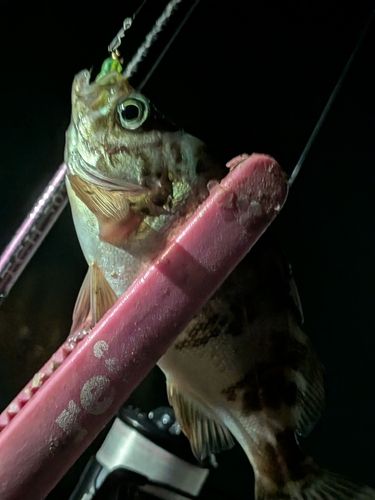 シロメバルの釣果