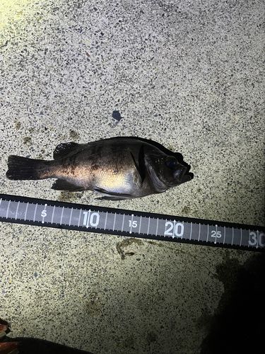 メバルの釣果