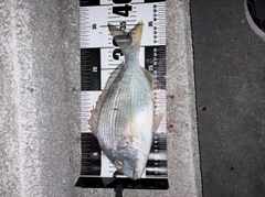 ヘダイの釣果