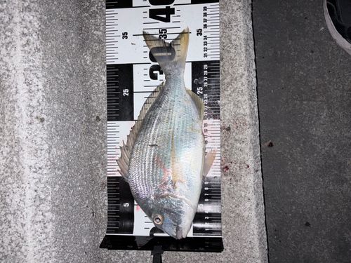 ヘダイの釣果