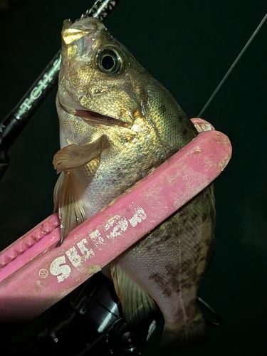 アカメバルの釣果
