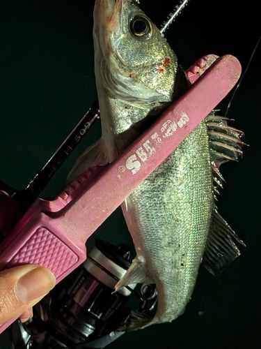 セイゴ（ヒラスズキ）の釣果