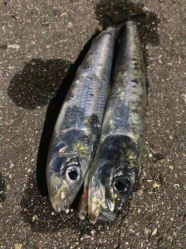 マイワシの釣果
