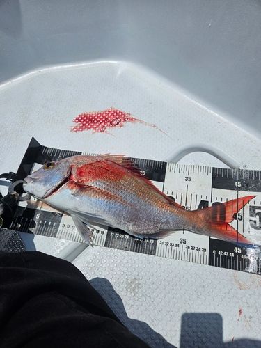 タイの釣果