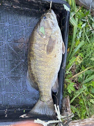 スモールマウスバスの釣果