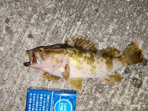 メバルの釣果