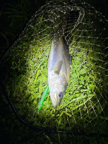 セイゴ（マルスズキ）の釣果