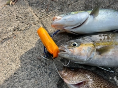 ハマチの釣果